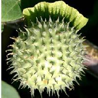 Datura