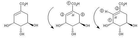 Acide shikimique