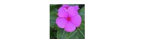 Catharanthus Roseus